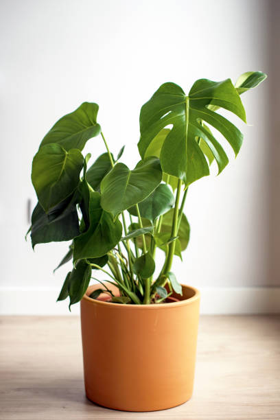 istock Large Monstera Deliciosa plant in a clay pot. 1496073759