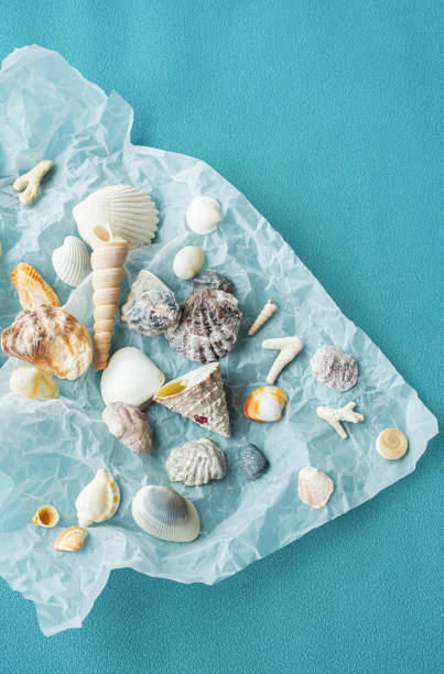 istock Variety seashells. Collecting sea shells. 1496073813
