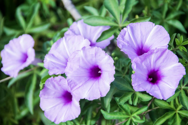 istock Beautiful flowers purple color blooming. 1496073892