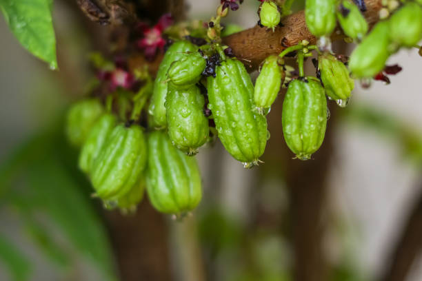 frutta della thailandia con taling pling - pling foto e immagini stock