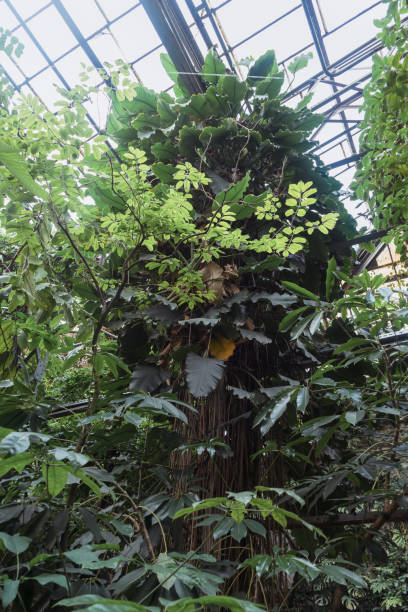 istock Ficus benghalensis or banyan tree growing with other tropical plants inside greenhouse 1496076808