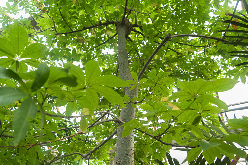 view from below on kapok tree or Ceiba pentandra growing
