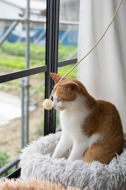 istock Cat playing with toys Brown tiger white 1496078672