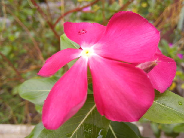 istock Pink Catharanthus Roseus flowers on green leaves background. 1496078682