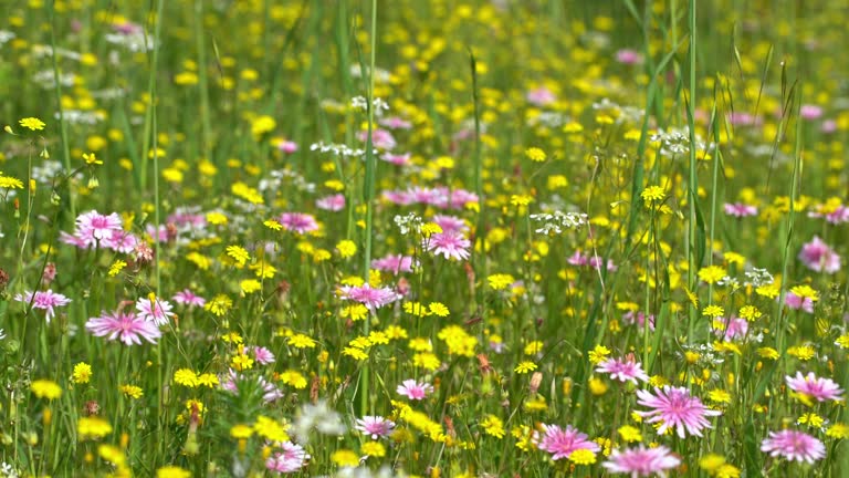 Wild herb meadow with flowering wild plants