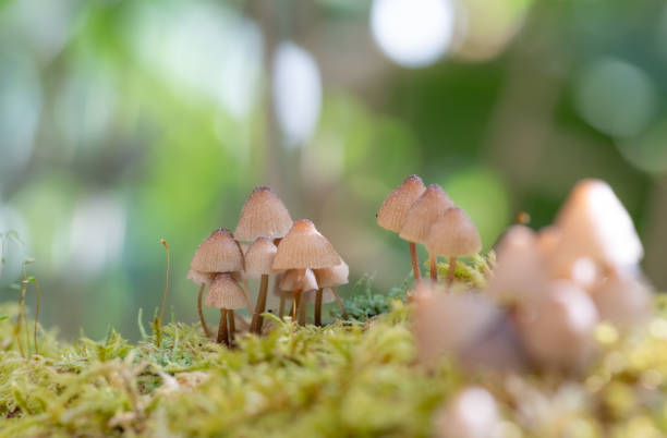 istock A small mushroom growing in a fresh green forest 1496079028
