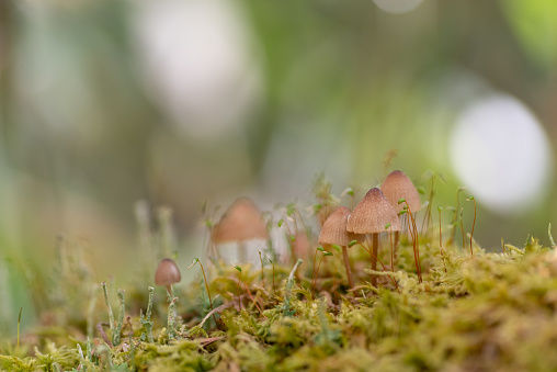 A small mushroom growing in a fresh green forest