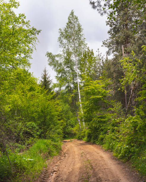 istock Dirty road through the mountain. 1496079209