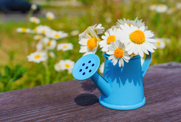 Close-up of a lovely daisies bouquet arranged in a miniature blue watering can outdoors. Spring and gardening related background.