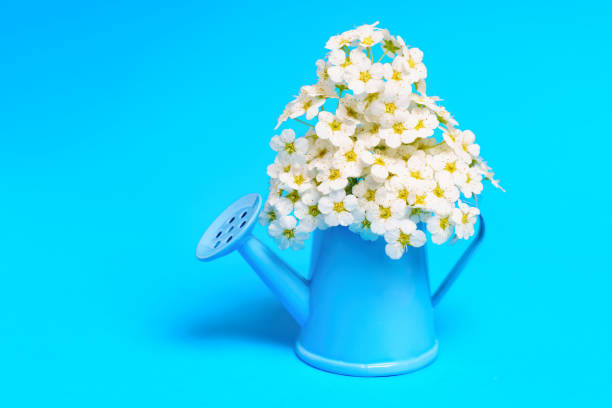 istock Lush Tree Blossoms in a Miniature Watering Can on Blue 1496080635
