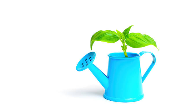 Young sprout emerges from a miniature blue watering can isolated on white. Creative agriculture and gardening backdrop.