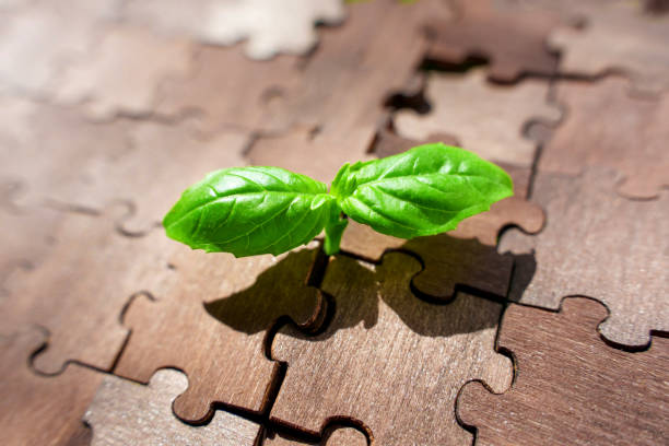 istock Emerging Life: Young Plant Thrives Among Puzzle Pieces 1496080898