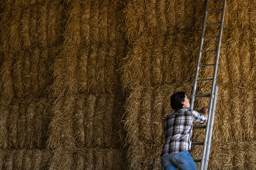 A young farmer working in a barn at the sustainable farm he works at in Embleton, North East England. He is climbing a ladder that is propped against stacks of hay.