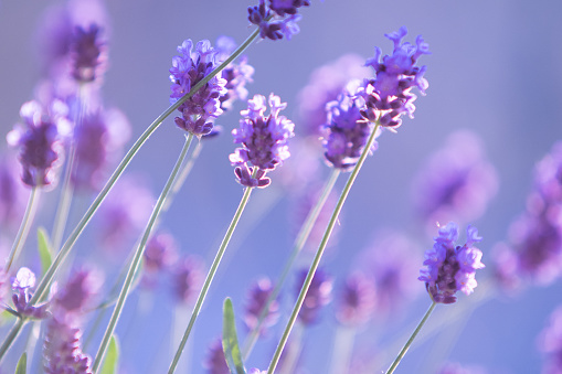 Close-up view of a lavender bush with blooming flowers. The image focuses on the detailed structure of the flowers, which exhibit purple-blue tones, capturing the natural colors of the lavender. The shallow depth of field draws attention to the intricate details of the flowers, while the surrounding green foliage serves as a contrasting backdrop. The photograph offers a detailed view of the lavender bush, highlighting its delicate blooms and the interplay of colors within the frame.