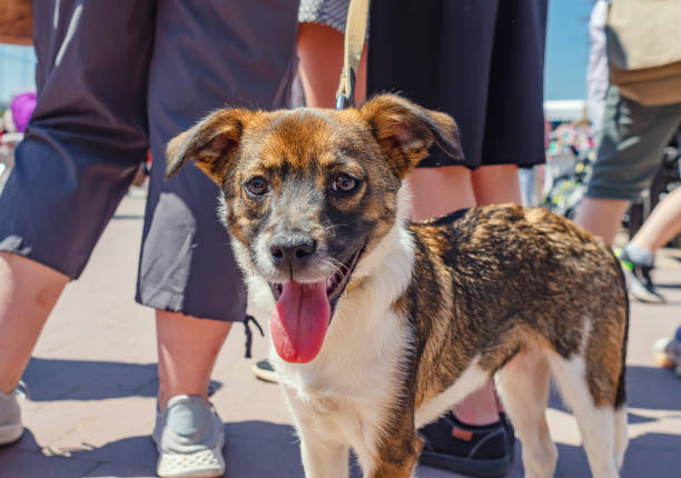 istock Puppy breed dog on street in sunlight 1496085154