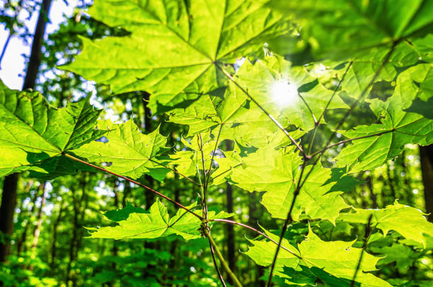 istock The sun's rays make their way through maple leaves in the forest 1496085205