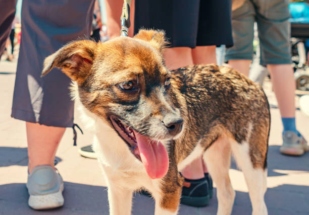 istock Puppy breed dog on street in sunlight 1496085338