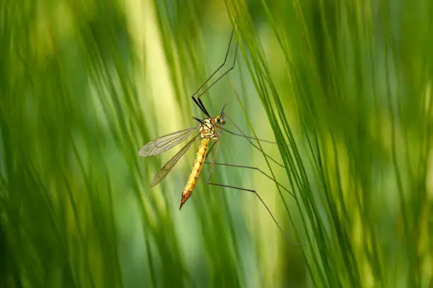 Spotted crane fly (Nephrotoma appendiculata) female in side view sitting on the green awns of young barley - Baden-Württemberg, Germany