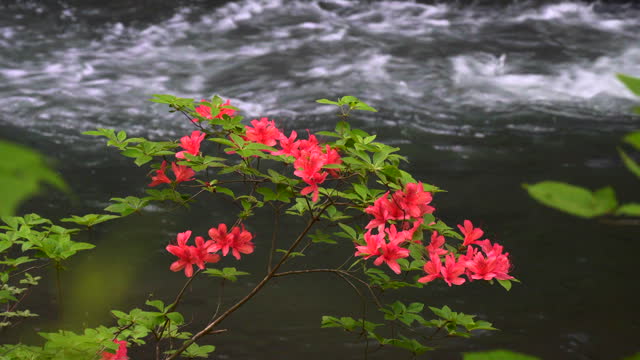 Azaleas blooming in Oirase Gorge in spring