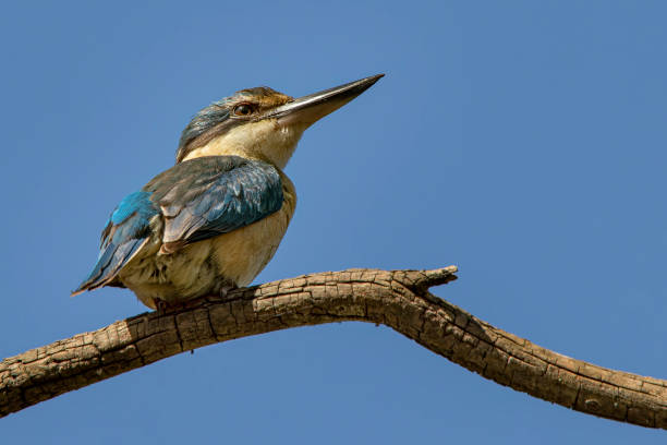 Sacred Kingfisher (Todiramphus sanctus) Sacred Kingfisher (Todiramphus sanctus) todiramphus sanctus stock pictures, royalty-free photos & images