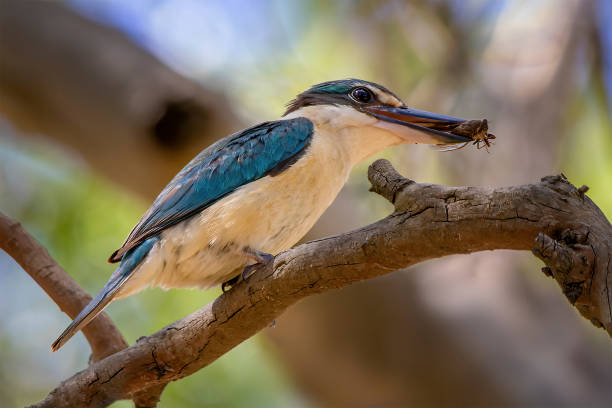 Sacred Kingfisher (Todiramphus sanctus) with insect in mouth Sacred Kingfisher (Todiramphus sanctus) with insect in mouth todiramphus sanctus stock pictures, royalty-free photos & images