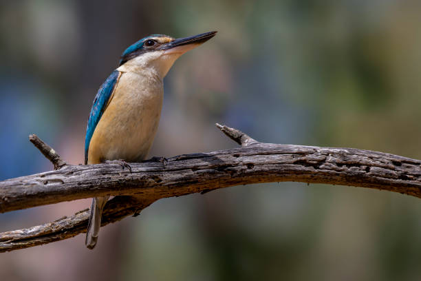 Sacred Kingfisher (Todiramphus sanctus) Sacred Kingfisher (Todiramphus sanctus) todiramphus sanctus stock pictures, royalty-free photos & images