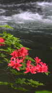 istock Azaleas blooming in Oirase Gorge in spring 1496092674