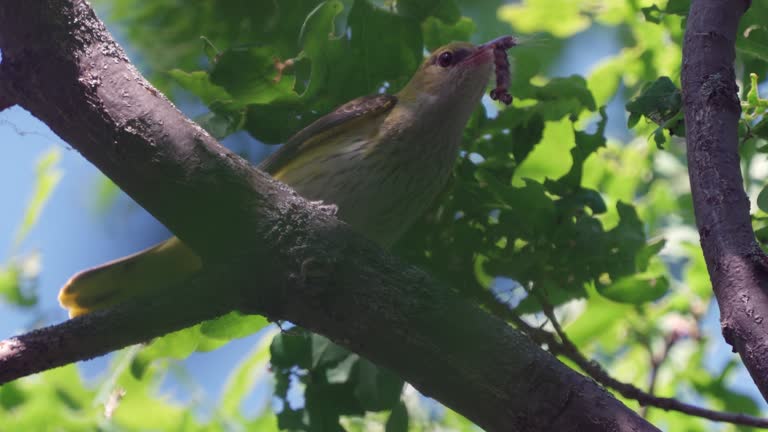 Bird - Eurasian Golden Oriole ( Oriolus oriolus ) sits on a branch of a tree and eats a caterpillar on a sunny summer day.