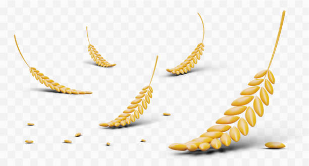 istock 3D grain ears on transparent background. Scattered yellow grain. Wheat, rye, barley 1496095116