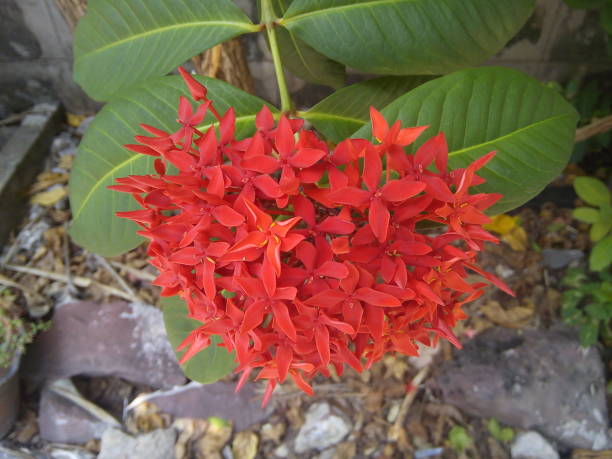 istock Red Ixora Coccinea flowers on green leaves background. 1496095232