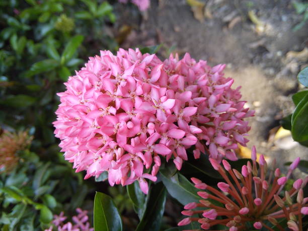 istock Pink Ixora Coccinea flowers on green leaves background. 1496095233
