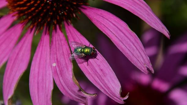 istock Small fly perched on a vibrant pink flower 1496095937