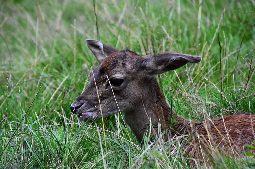 A close-up portrait of a European roe deer grazing