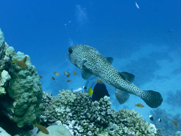 istock Porcupinefish also commonly called blowfish or balloonfish and globefish 1496097690