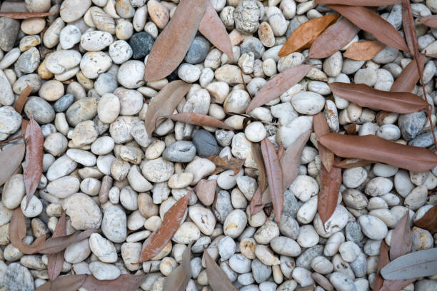 Pebble stone with dry leaves texture for background