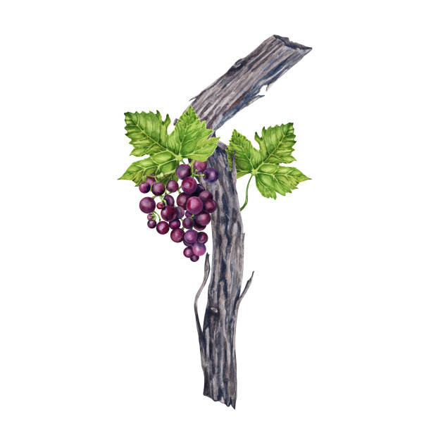 ilustrações de stock, clip art, desenhos animados e ícones de watercolor illustration of grape vine with green leaves and purple grape bunch isolated on white background. - agriculture purple vine grape leaf