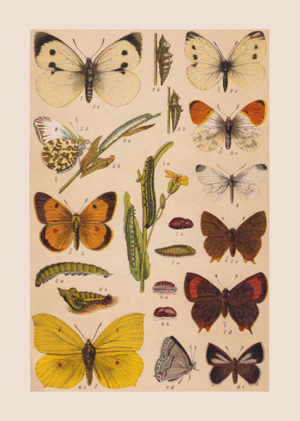 Various butterflies (Pieridae, Lycaenidae), chromolithograph, published in 1892 Various butterflies (Pieridae, Lycaenidae): 1) Cabbage butterfly (Pieris brassicae), a-caterpillar, b-pupa, c-butterfly (female); 2) Small cabbage white (Pieris rapae), orange tip 3) Orange tip (Anthocharis cardamines), a-caterpillar, b-pupa, c-butterfly (male), d-butterfly (female); 4) Wood white (Leptidea sinapis); 5) Clouded yellow (Colias croceus), male; 6) Brimstone (Gonepteryx rhamni), a-caterpillar, b-pupa, c-butterfly (male); 7) Brown hairstreak (Thecla betulae), a-caterpillar, b-pupa, c-butterfly (male); 8) Purple hairstreak (Favonius quercus), a-caterpillar, b-pupa, c-butterfly (female), d-underside. Chromolithograph, published in 1892. butterfly colias hyale stock illustrations