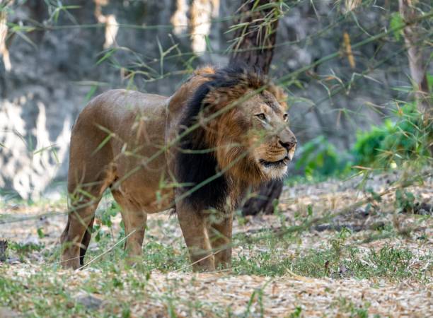 istock Majestic lion strides along a dirt path with trees in the background 1496101447