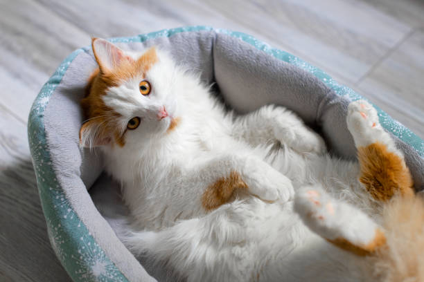 istock domestic white cat lies in a couch. 1496102482