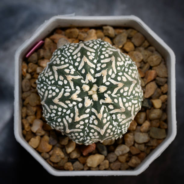 istock Cactus with thorn called 'Astrophytum Asterias Vshape SuperKabuto' 1496102714