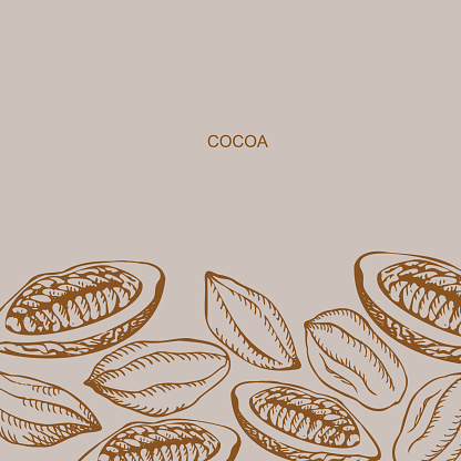 Cocoa set background template. Hand drawn sketch Cocoa beans, and Cocoa tree. Organic product design element for label, banner, poster, emblem, card, logo for café, shop, menu.Vector illustration