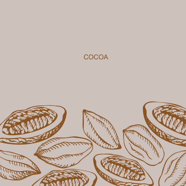 Cocoa set background template. Hand drawn sketch Cocoa beans, and Cocoa tree. Organic product design element for label, banner, poster, emblem, card, logo for café, shop, menu.Vector Cocoa set background template. Hand drawn sketch Cocoa beans, and Cocoa tree. Organic product design element for label, banner, poster, emblem, card, logo for café, shop, menu.Vector illustration threshing stock illustrations