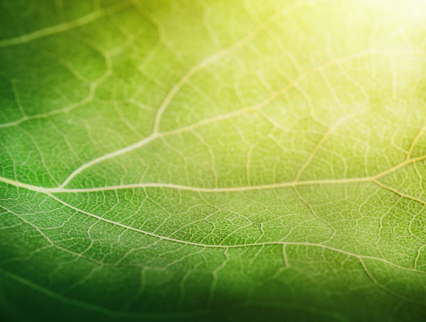 istock a green leaf in the rainforest in the sunlight 1496103613