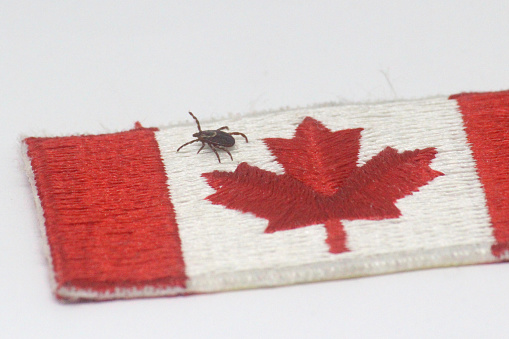 Close-up of an adult dog tick on a Canadian flag patch, plain background.