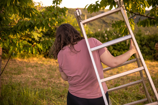 Woman using a ladder to reach for the highest cherries on the tree which are also the most delicious ones due being sunbathed all day