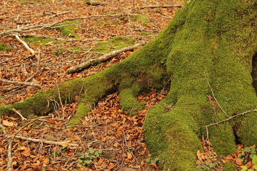 A closeup of an ancient tree trunk, with a thick carpet of green moss and lichen growing across its surface
