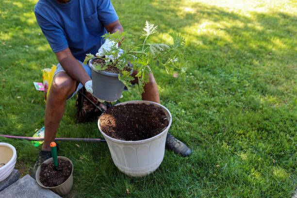 istock A black man potting a  citronella  plant into a planter 1496105394