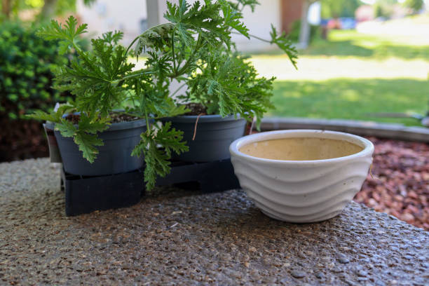 A citronella plant sitting on a porch