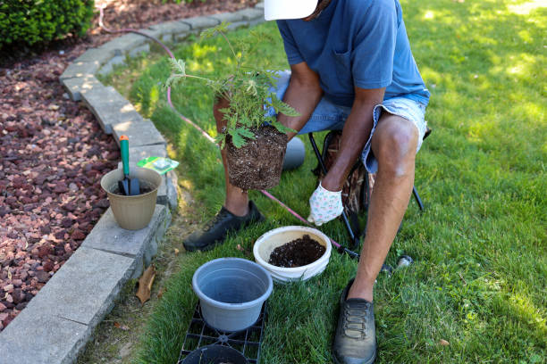 istock A black man potting a citronella  plant into a planter 1496105396