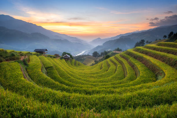 istock Rice fields on terraced of mu cang chai 1496105399